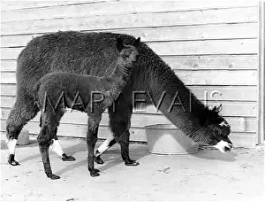 Ungulates: ALPACA & YOUNG