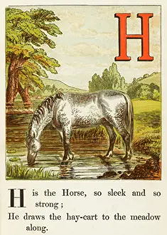 Sleek: ALPHABET/H FOR HORSE