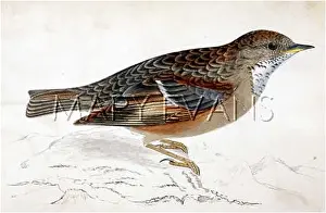 Collaris: ALPINE ACCENTOR