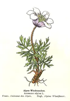 Pulsatilla: Alpine Anemone