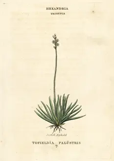 Asphodel: Alpine asphodel, Tofieldia calyculata