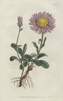 Alpinus: Alpine aster, Aster alpinus