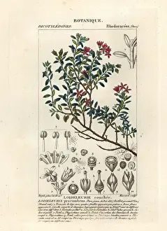 Azalea: Alpine azalea, Loiseleuria procumbens