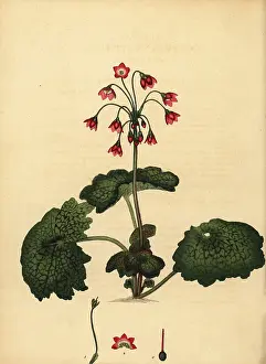 Botanical Artist: Alpine bells, Primula matthioli