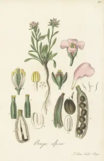 William Blackwood: Alpine braya, Braya alpina