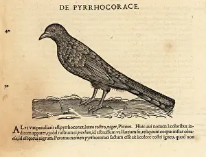 Xylograph: Alpine chough or yellow-billed chough, Pyrrhocorax graculus