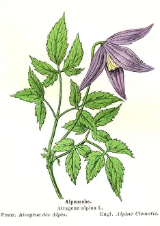 Clematis: Alpine Clematis