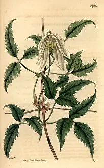 Clematis: Alpine clematis, Clematis alpina