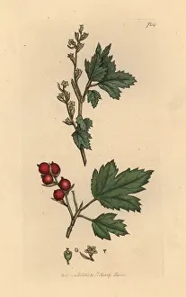 Currant: Alpine currant, Ribes alpinum