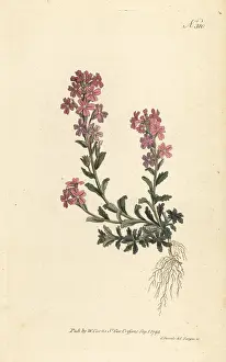 Sansom: Alpine erinus, Erinus alpinus