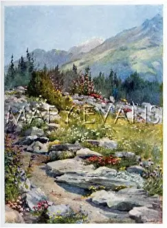 Altitudes: ALPINE GARDEN