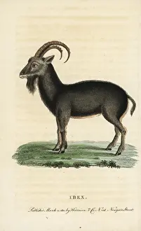 Ibex: Alpine ibex, Capra ibex