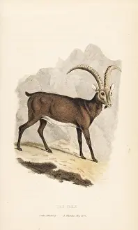 Ibex: Alpine ibex, Capra ibex