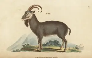 G. Kearsley: Alpine ibex, Capra ibex