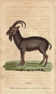 Capra: Alpine ibex, Capra ibex