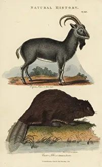 Pantologia: Alpine ibex, Capra ibex, and common Eurasian