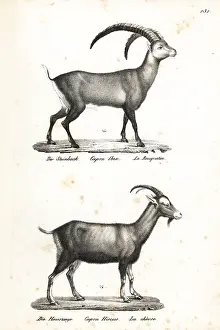 Ibex: Alpine ibex and domestic goat