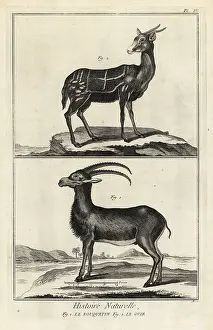 Antonio Baratti: Alpine ibex and harnessed bushbuck