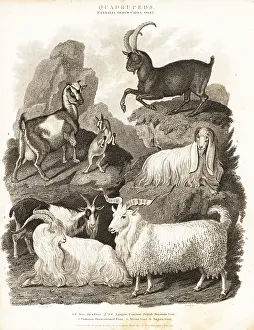 Universal Dictionary: Alpine ibex and various goat species