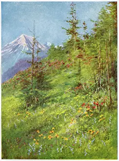 %mep: ALPINE MEADOW