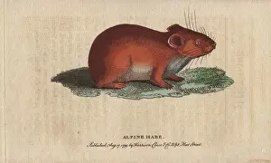 Alpinus: Alpine or mountain hare, Lepus alpinus