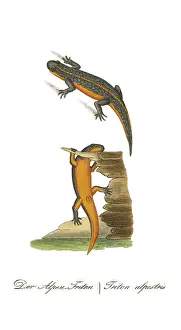 Triton: Alpine Newt