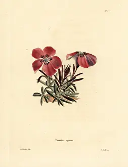 Alpinus: Alpine pink, Dianthus alpinus