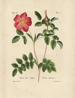 Alpina: Alpine rose, Rosa alpina