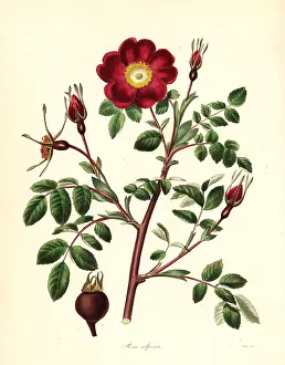 Alpina: Alpine rose, Rosa pendulina