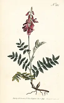 Sansom: Alpine sainfoin, Hedysarum hedysaroides