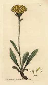 Hawkweed: Alpine single-flowered hawkweed, Hieracium alpinum