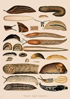 Reveal: Alpine Slugs