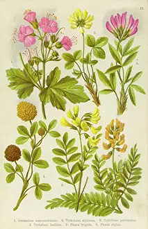 Geranium: ALPINE SPECIES 1903
