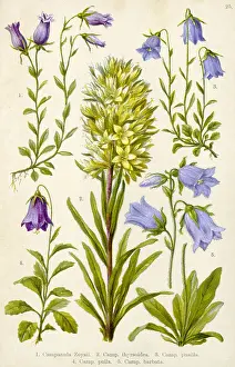 Pusilla: ALPINE SPECIES 1903