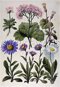 Alpinus: ALPINE SPECIES 1903