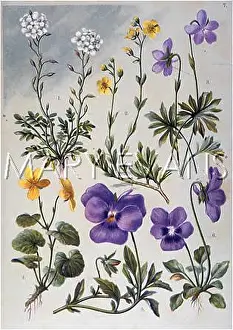 Alpina: ALPINE SPECIES 1903