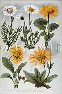 Anthemis: ALPINE SPECIES 1903