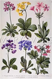 Auricula: ALPINE SPECIES 1903