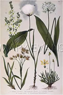 Lutea: ALPINE SPECIES 1903