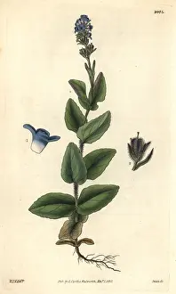 Alpina: Alpine speedwell, Wormskiold's var, Veronica