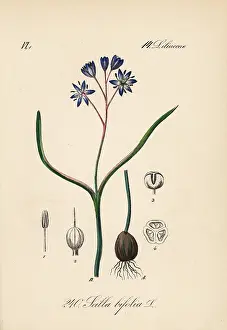 Scilla: Alpine squill, Scilla bifolia