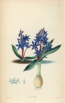 Praecox: Alpine squill or two-leaf squill, Scilla bifolia