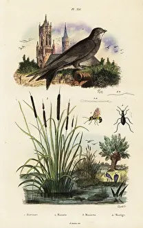 Bulrush: Alpine swift, bulrush, beetle and wasp