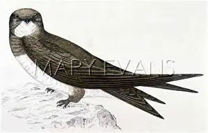Melba: ALPINE SWIFT (MORRIS)