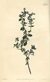 Thyme: Alpine thyme, Thymus alpinus