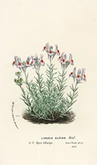 Serres: Alpine toadflax, Linaria alpina