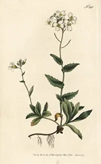 Sansom: Alpine wall-cress, Arabis alpina