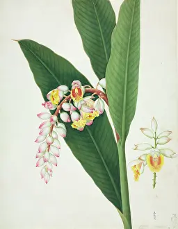 Variegated: Alpinia zerumbet, shell ginger