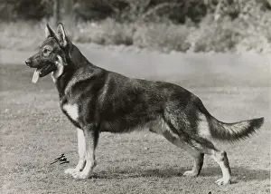 May24: Alsatian, Ch Sergeant of Rozavel