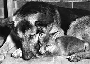 Foxes: Alsatian dog and Fox cub